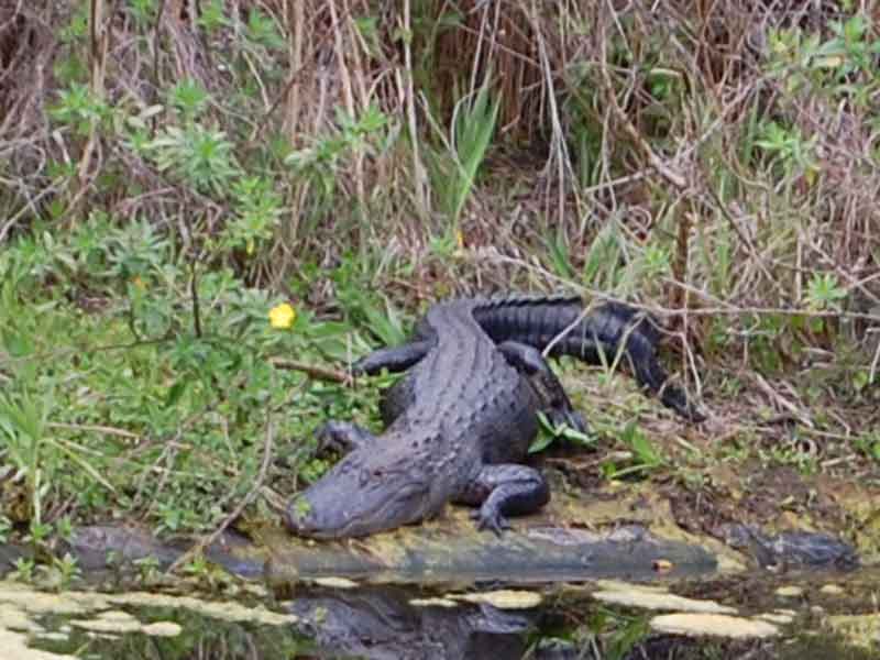 Gator close up