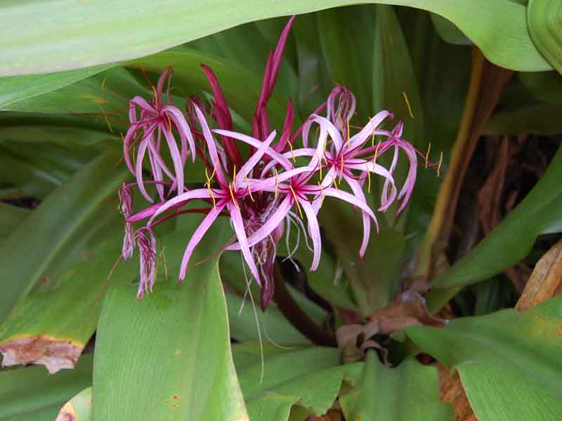 Red flower