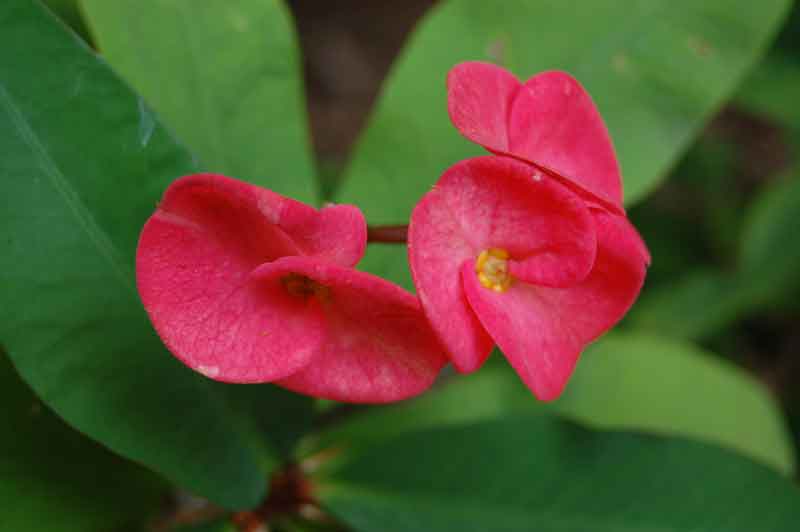 Red flower