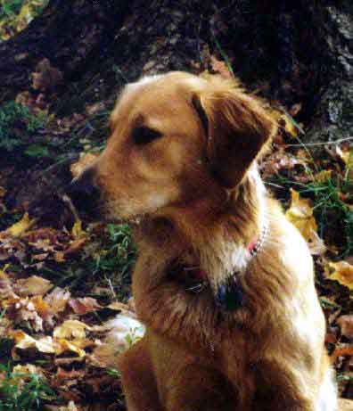 Charlotte near tree