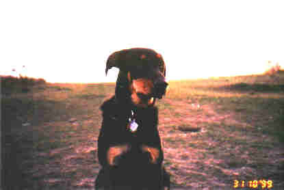 Gryphon sitting in field