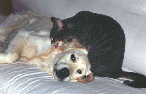 Nikko the cat gives Jasmine a bath