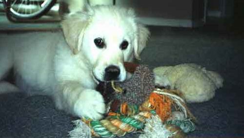 Jasmine and her chewtoy