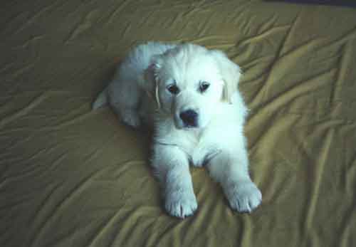 Jasmine on bed