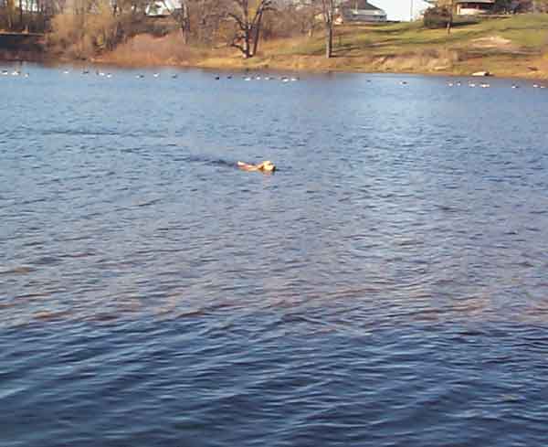 A cooling swim hits the spot