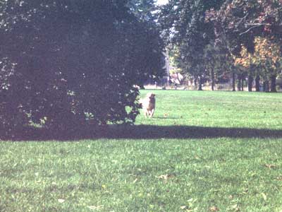 Katie starts off the walk with a squirrel chase