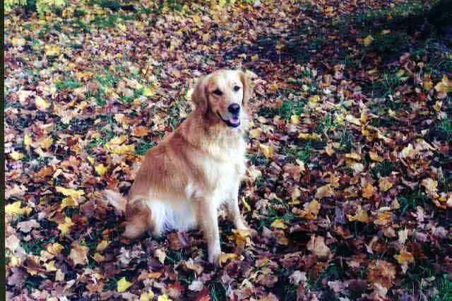 Katie in leaves