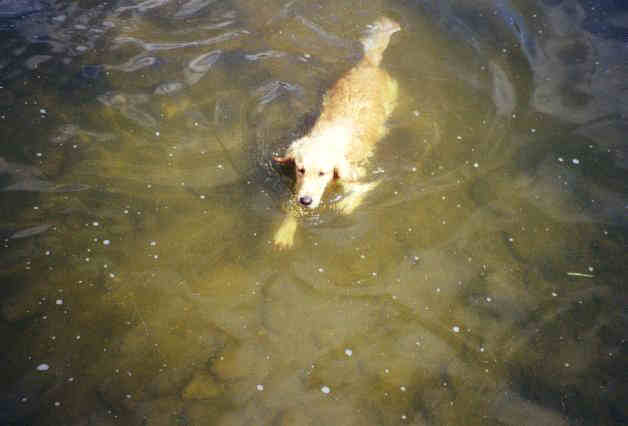 Katie Swimming