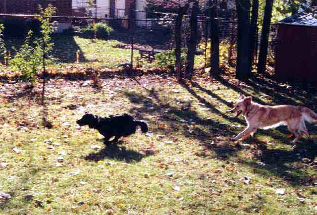 Katie chasing Sassy