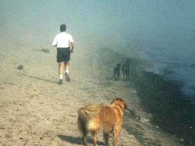 Lots of fog on the beach