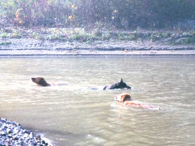 Charlotte, Shadow and Katie doing their thing