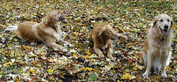 Eddie lucks out: two babes in the woods!