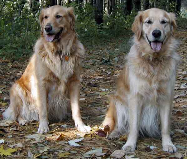 Same old, same old: two happy puppies