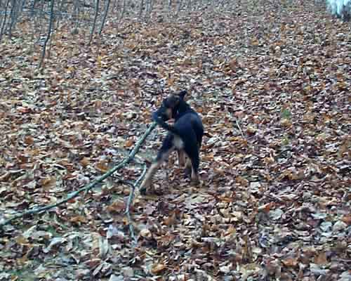 Kona finds a stick