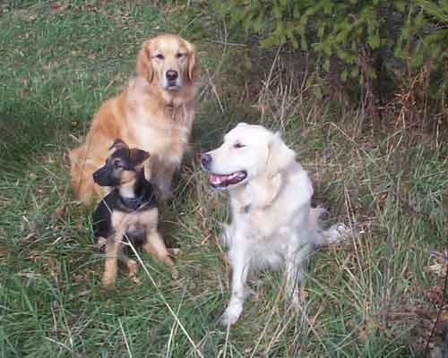 Katie, Kona and Jasmine