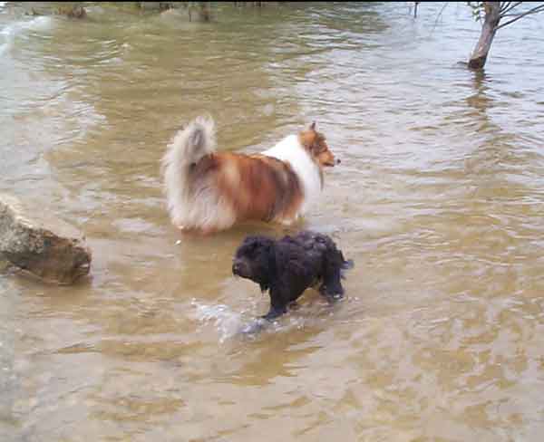 Scout takes to the water