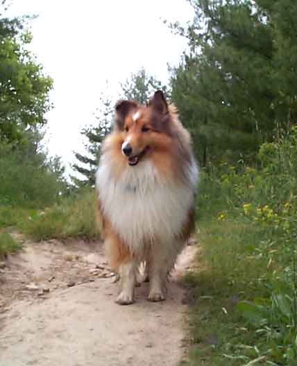 Scout on the trail