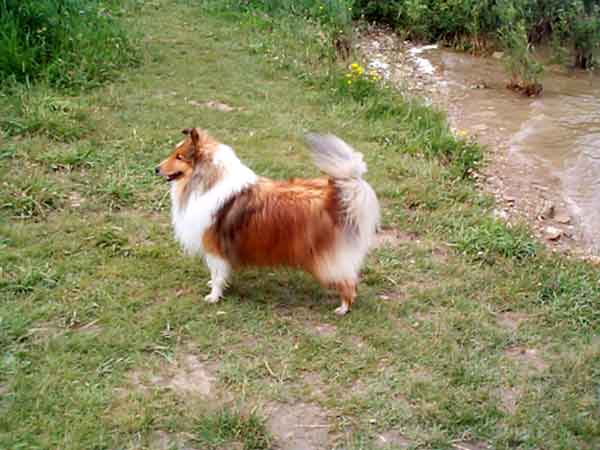 Scout in the show ring