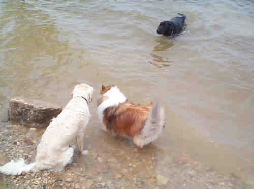 Jasmine, Scout and Caber