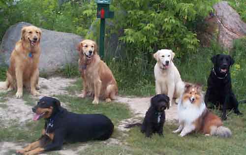 Seven dogs on a hike