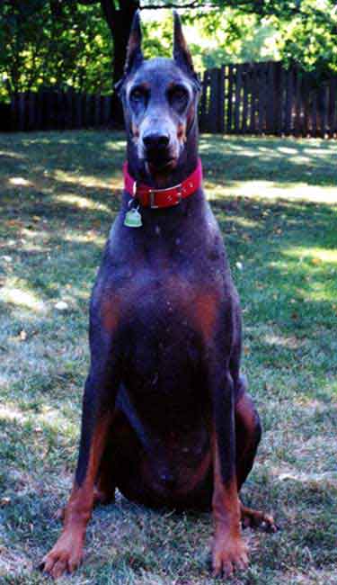 What a looker!  And ears up too!