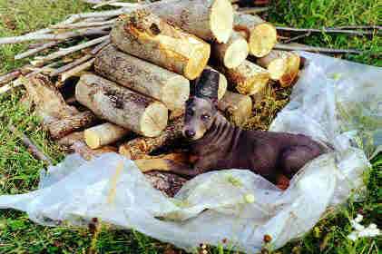 Baby Shadow with logs