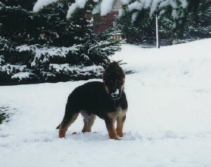 Sleeman in the snow