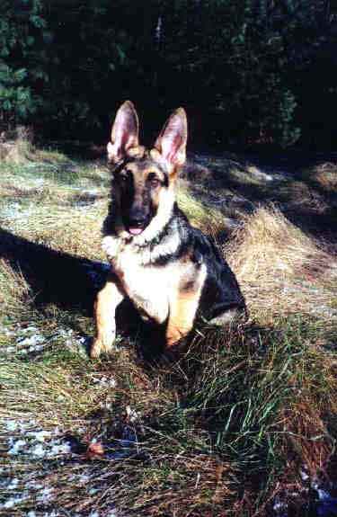 Sleeman in the grass