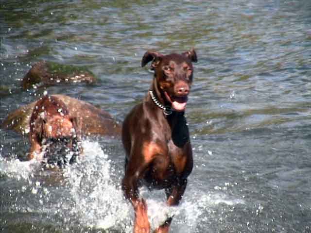 Zeus and friend in water